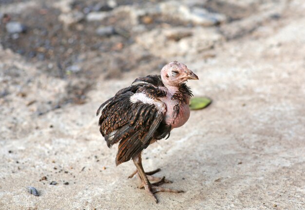 Piuma caduta piccolo pollo, pollo della malattia