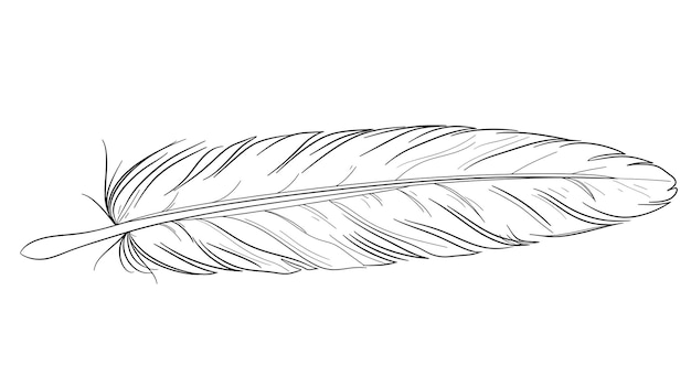 Photo a feather from the collection of feathers