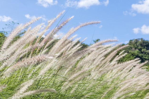 写真 自然の中で羽毛草