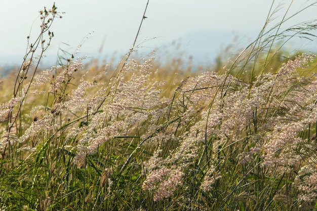 Photo feather grass or needle grass