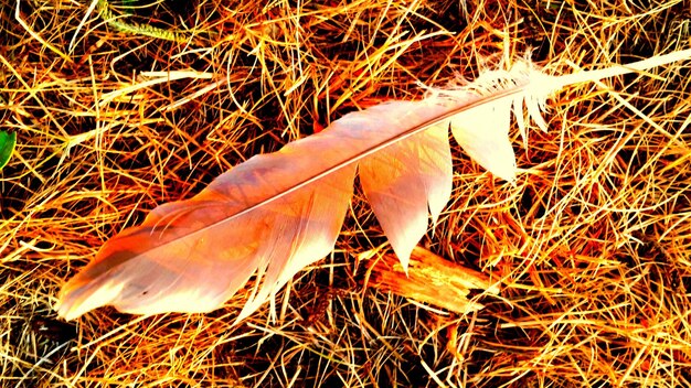 Photo feather in grass