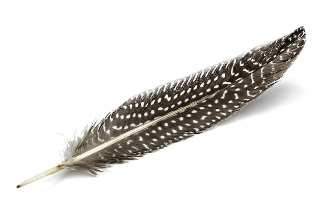 Feather of guinea fowl isolated on white background