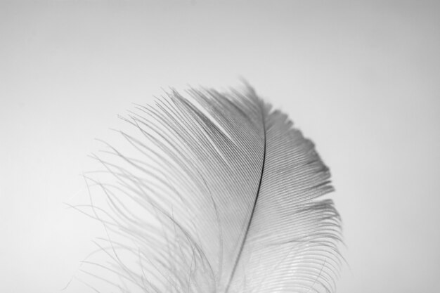 Feather on light background