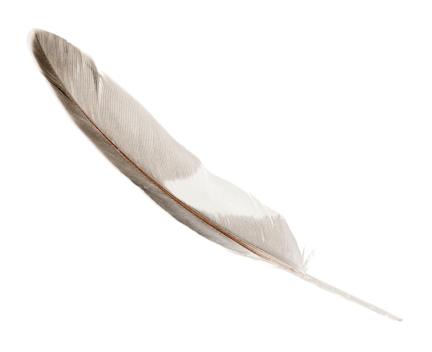 Feather light plume white fragility backgrounds black