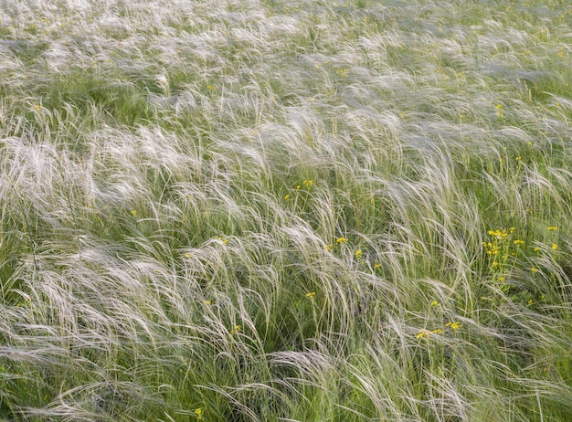 Photo feather or needle grass