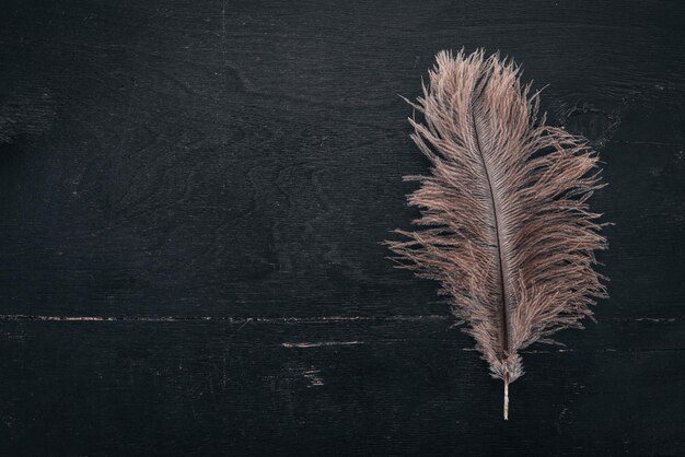 Photo feather of ostrich free space for text top view