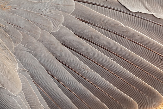 Feather pattern in high magnification closeup