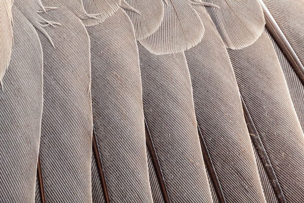 Photo feather pattern in high magnification closeup