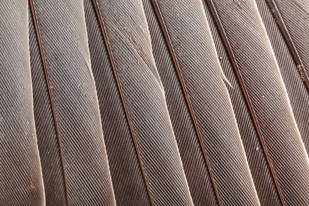 Photo feather pattern in high magnification closeup