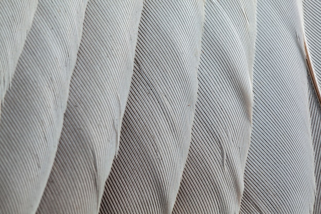 Feather pattern in high magnification closeup