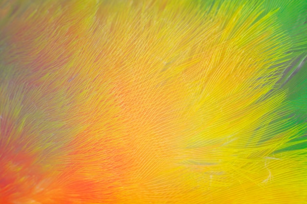 Feather pattern texture background