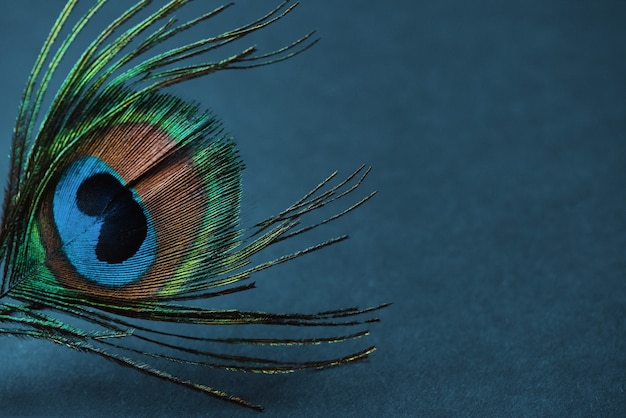 Feather of peacock on the blue background