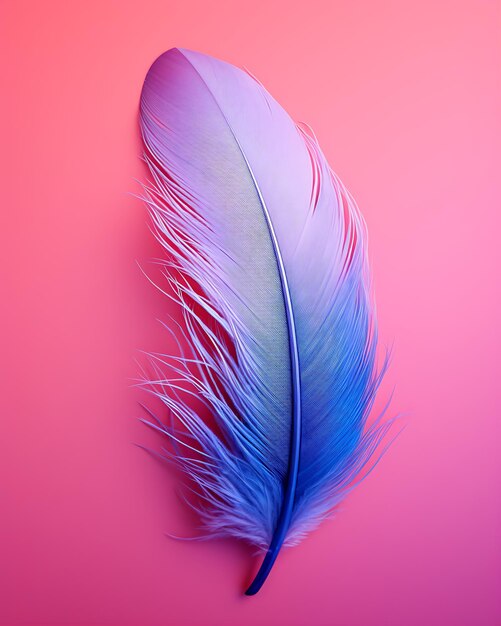 Feather on Pink and Blue Background