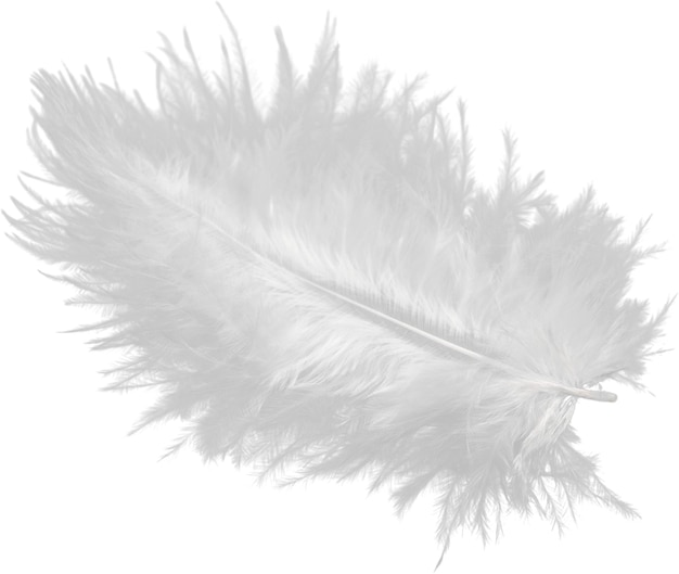 Feather plume light fluffy smooth white isolated