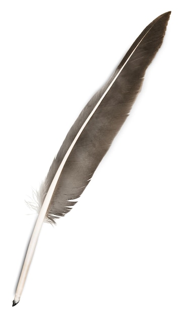 Feather Quill