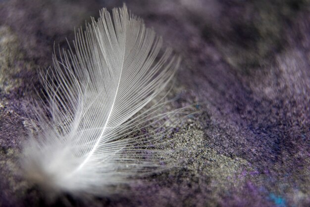 feather texture,white fluffy twirled