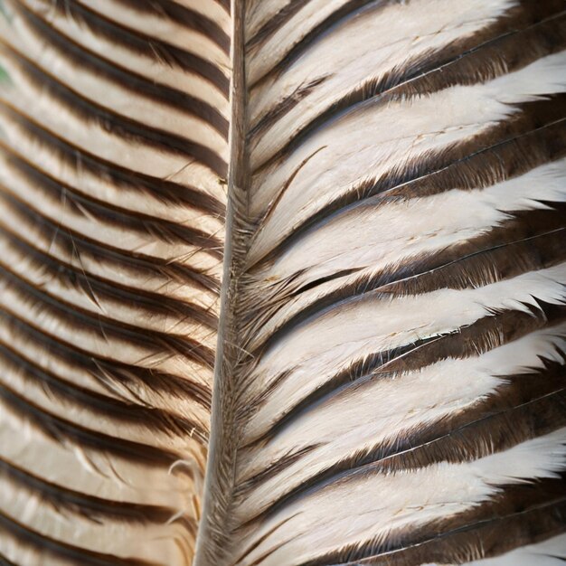 Feather texture