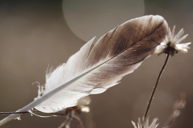 A feather that has the word feather on it