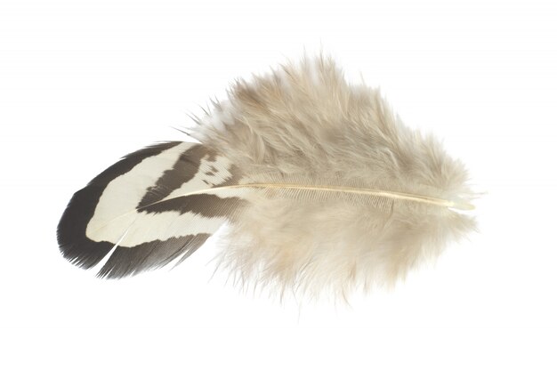 Feather on white background