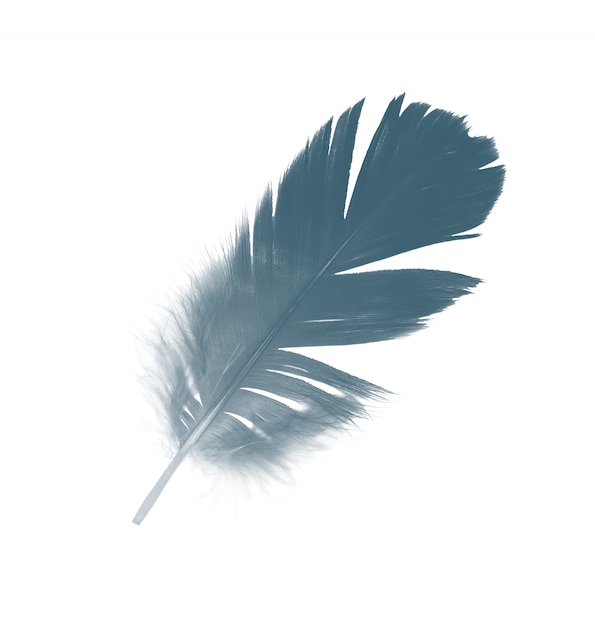 Feather on white background