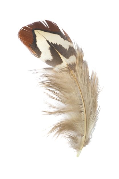 Feather on white background