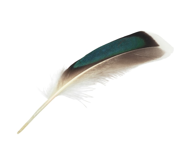 feather on white background 