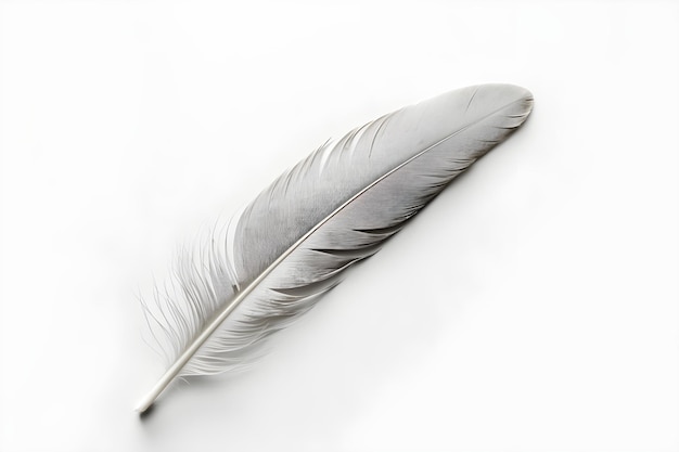 A feather on a white background