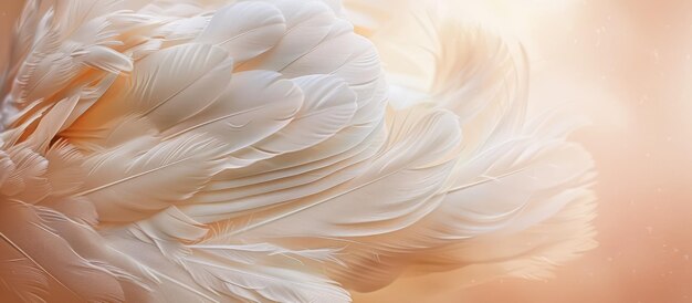 Feather of a white swan against a softcolored backdrop