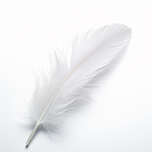 Photo feather on white white feather isolated on white background