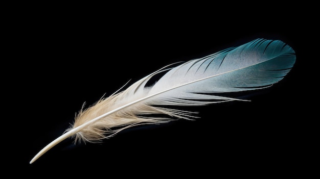 a feather with a black background and the word feather on the left side.