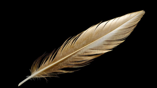 a feather with a black background