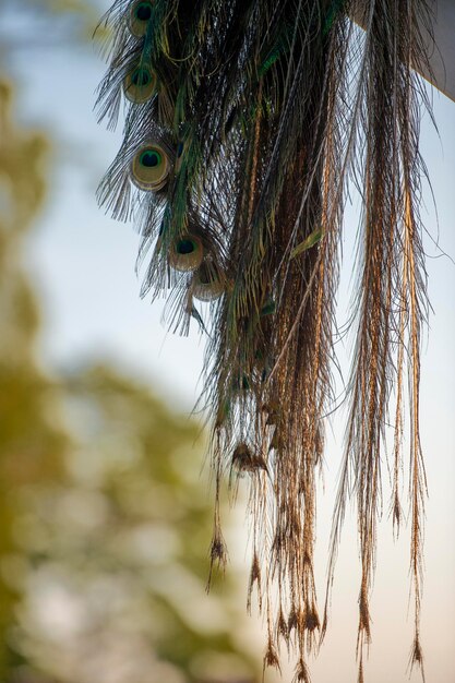 Photo a feather with a green head that says  peacock  on it