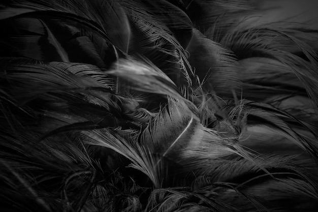 feather wool dark black  abstract background