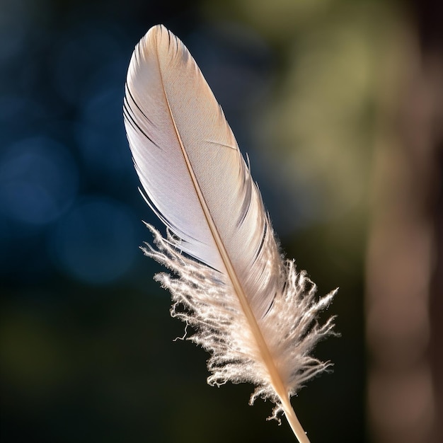 Photo the feather