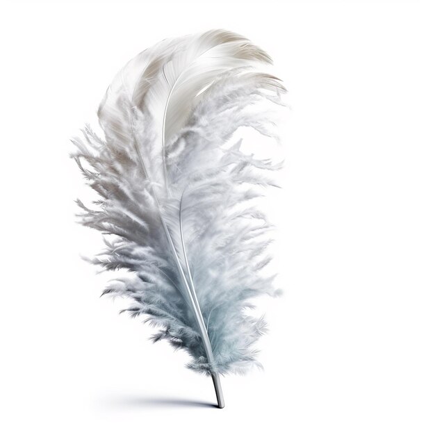 Photo the feather