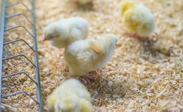 Feathered Feast Chickens enjoying a meal of corn and grain in a smallscale farm setting