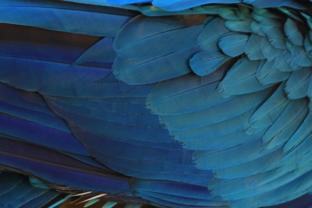 Feathered parrot Blue as background