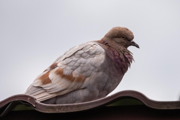깃털 달린 비둘기가 지붕에 앉아 있습니다. 하늘 배경에 비둘기입니다. 도시 새입니다. 평화의 상징