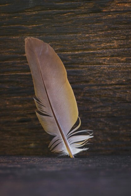 Photo the feathers of birds placed on the wooden floor and the old wooden background