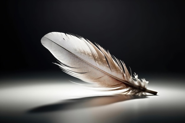 Feathers in the dark background Light falling on beautiful feathers Great plan Can be used for presentations clendar screensavers