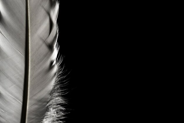 Photo feathers on a dark background. place for text.