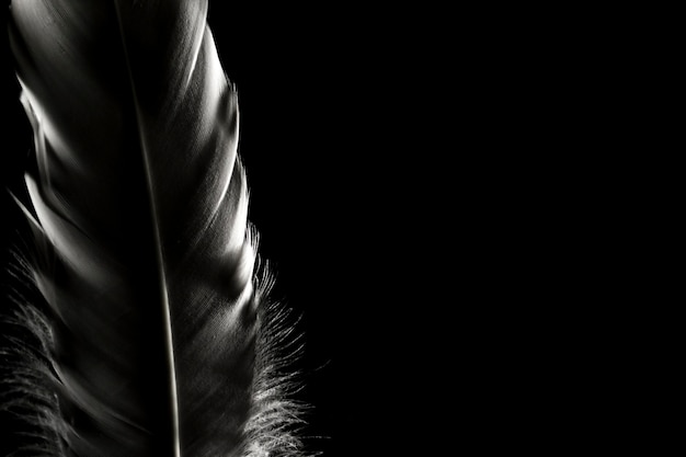 Feathers on a dark background. Place for text.