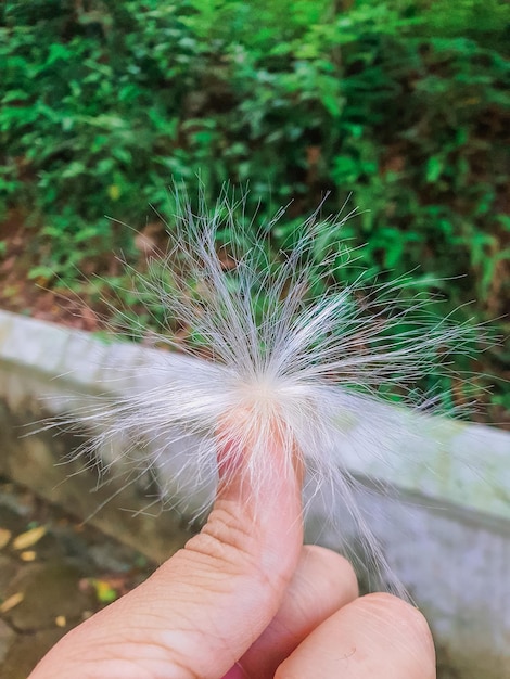 Photo feathers and hand