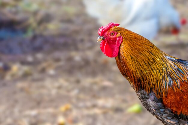 Feathery bird colorful cock on a walking