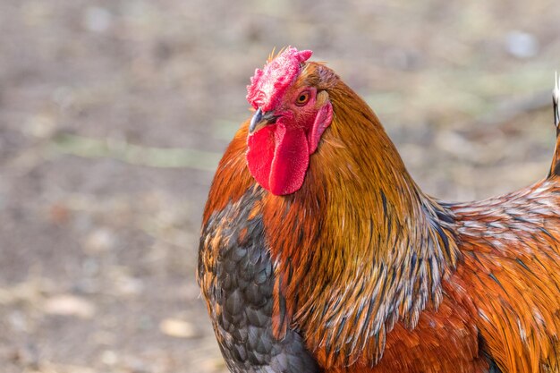 Feathery bird colorful cock on a walking