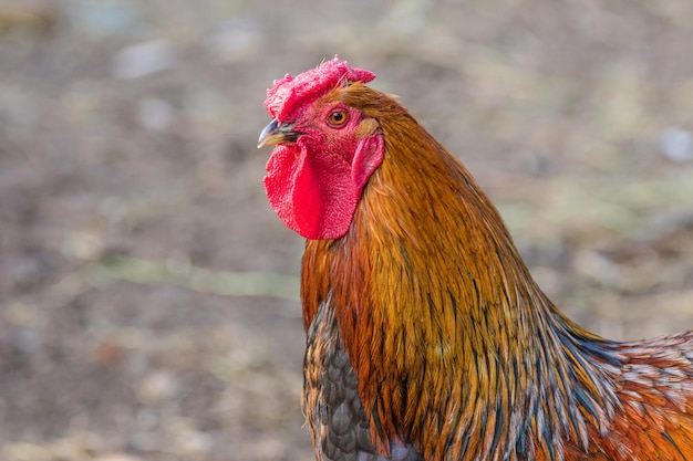 Feathery bird colorful cock on a walking