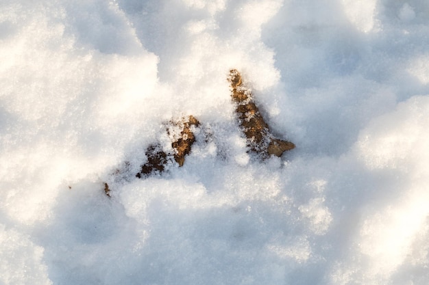 雪の上にペットの排泄物