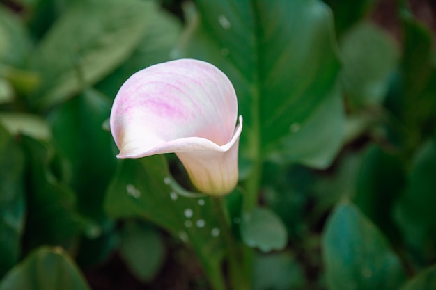 Feces flower in the summer garden