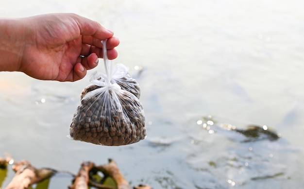 魚に餌をやるクローズアップ茶色のペレット手持ちの魚の餌水面の池の水面の池に餌を与えることから魚に餌をやる養魚場