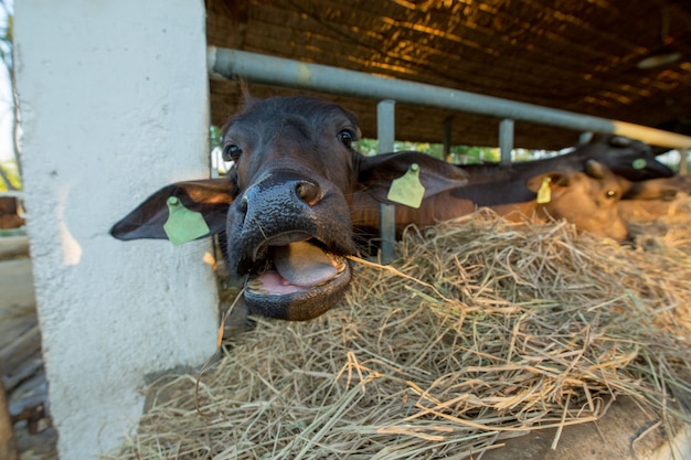 Feed food to black buffalo eating the thatch